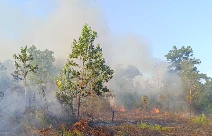 Sebagian Besar Kebakaran Lahan di Kotim Diduga Sengaja Dibakar
