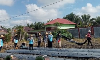 Pibak Kelurahan Pasir Putih, PKK dan Kader Posyandu menanam tanaman dengan menggunakan bahan organik sebagai pestisida.