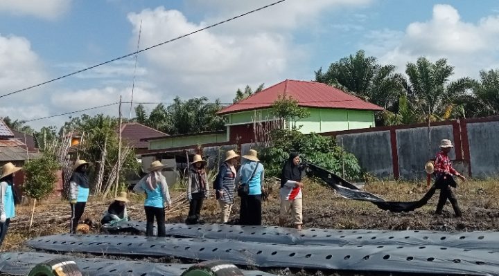 Pibak Kelurahan Pasir Putih, PKK dan Kader Posyandu menanam tanaman dengan menggunakan bahan organik sebagai pestisida.