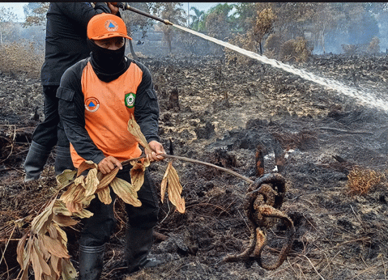 Binatang berupa ular kobra ditemukan tim pemadam kebakaran di lokasi kebakaran lahan Jalan Pramuka, Sampit, Rabu, 6 September 2023.