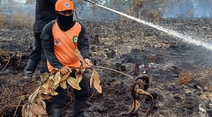 Binatang berupa ular kobra ditemukan tim pemadam kebakaran di lokasi kebakaran lahan Jalan Pramuka, Sampit, Rabu, 6 September 2023.