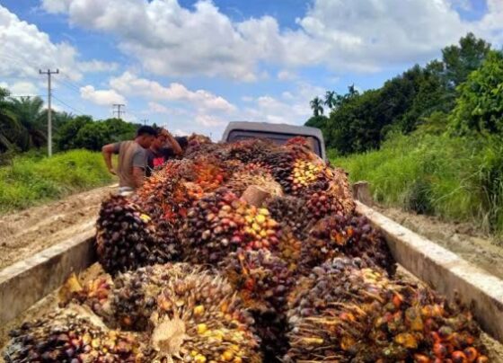 Ilustrasi kelapa sawit.