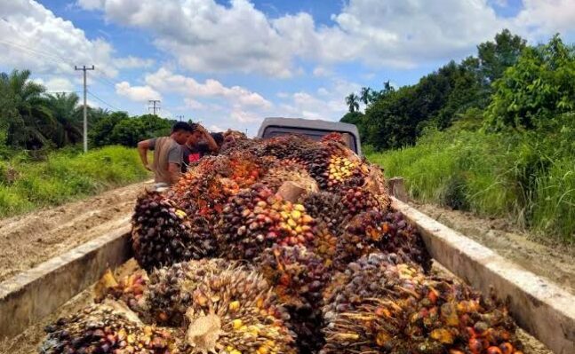 Ilustrasi kelapa sawit.