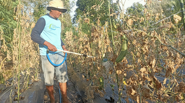 Seorang petani, Riko (52) menyemprotkan air di ladang pertaniannya, Perum. Betang Raya, Jalan Jenderal Sudirman Km 6, Sampit, Kamis, 24 Agustus 2023.