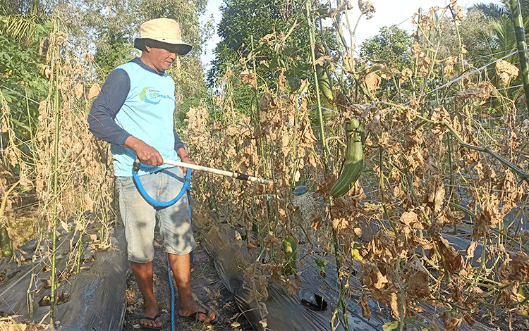 Perjuangan Pahlawan Pangan di Musim Kering, Ladang Pertanian yang Merindukan Hujan