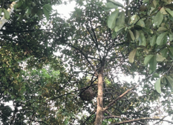 Disdamkarmat Kotim Evakuasi Sarang Tawon di Jalan H. Canang dan Yahya Usman, Kecamatan Cempaga, Sabtu, 28 Oktober 2023.