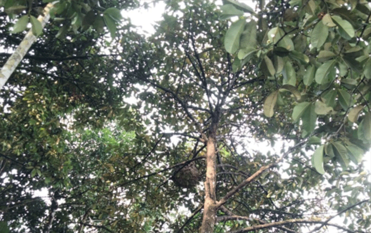 Disdamkarmat Evakuasi Sarang Tawon di Cempaga
