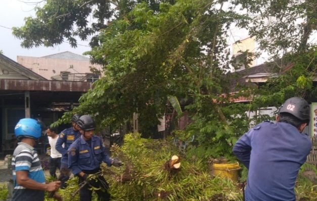 Disdamkarmat Kotim mengevakuasi sebuah pohon tumbang di Jalan S. Parman, Mentawa Baru Ketapang, Sampit, Rabu 25 Oktober 2023.