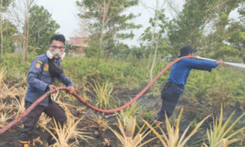 Petugas pemadam ebakaran (Damkar) berupaya memadamkan salah satu lahan yang terbakar di Kotim.