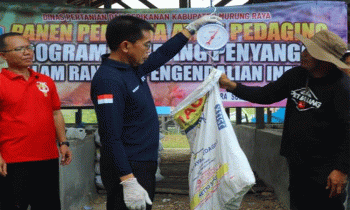 Pj Bupati Murung Raya Hermon menimbang ayam ternak pedaging yang pertama dipanen, Jumat, 6 Oktober 2023.