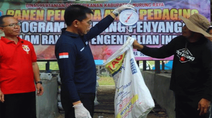 Pj Bupati Murung Raya Hermon menimbang ayam ternak pedaging yang pertama dipanen, Jumat, 6 Oktober 2023.