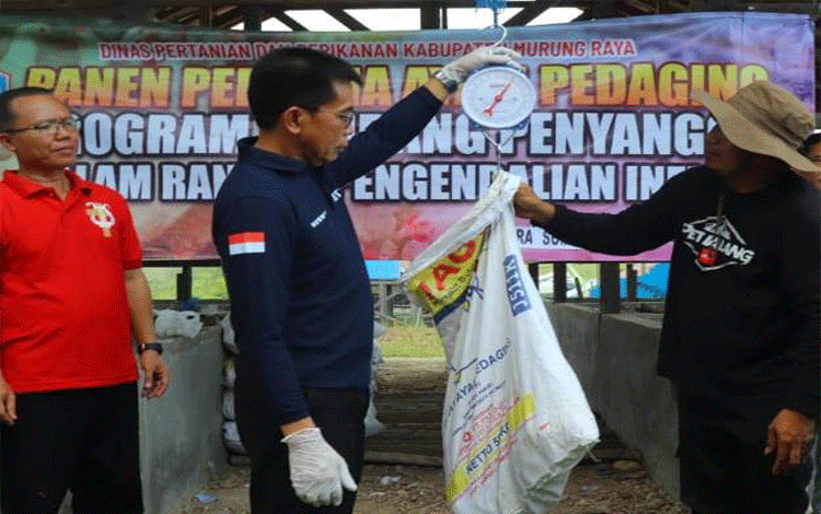 Hermon Apresiasi Panen Pertama kali Ayam Pedaging dan Ayam Petelur