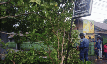 Proses penanganan Pohon di Jalan Ir. Juanda yang tumbang akibat hujan Lebat disertai angin kencang, Kamis, 5 Oktober 2023.