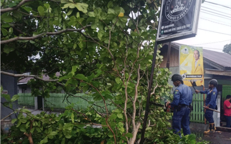 Pohon di Jalan Ir. Juanda juga Tumbang Setelah Hujan Lebat Disertai Angin Kencang
