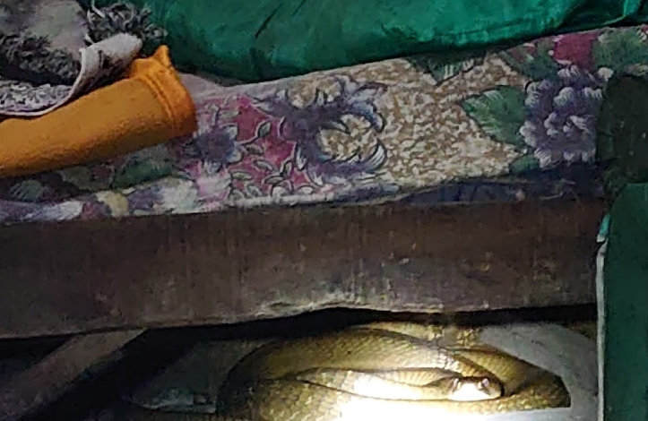 Seekor Ular King Kobra Panjang 3 Meter Lebih Ditemukan di Bawah Ranjang