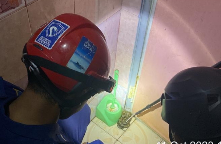 Seekor Ular Sanca Batik Tiba-Tiba Nongol di WC Kamar Mandi 