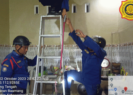 Ular Sanca Batik Ditemukan di Plafon Rumah Warga Perumahan Wengga Metropolitan, Senin, 2 Oktober 2023.