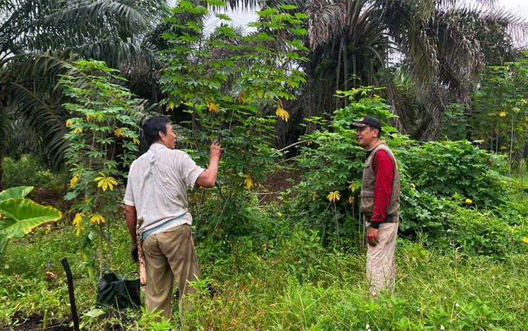 BKSDA Pos Jaga Sampit Sosialisasikan Perilaku Orangutan kepada Petani