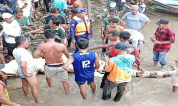 Buaya yang menyerang seorang anak Kelurahan Mendawai Seberang, Kecamatan Arsel, Kabupaten Kobar setelah ditangkap warga, Sabtu sore, 25 November 2023.