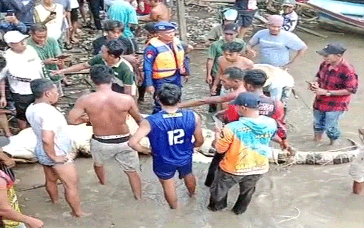 Buaya Berhasil Ditangkap, Saat Perutnya Dibelah Tidak Ditemukan Jasad Korban