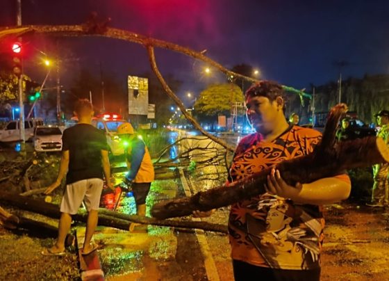 Evakuasi pohon tumbang di salah satu ruas jalan di Kota Palangka Raya.