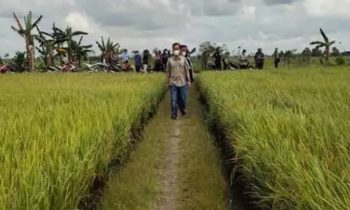 Hamparan tanaman padi di wilayah Kecamatan Katingan Kuala, Kabupaten Katingan.