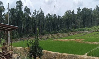 Lahan pertanian di Kalimantan Tengah