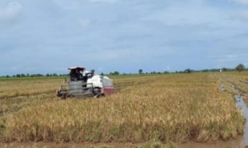 Panen padi di wilayah Kecamatan Katingan Kuala