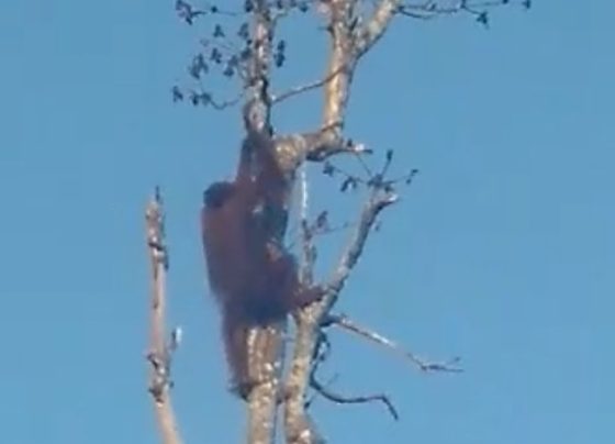 Satu individu orangutan sedang berupaya memanjat pucuk pohon geronggang di perkebunan milik warga, Jalan Jenderal Sudirman Kilometer 15, Kotim.