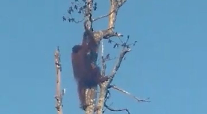 Satu individu orangutan sedang berupaya memanjat pucuk pohon geronggang di perkebunan milik warga, Jalan Jenderal Sudirman Kilometer 15, Kotim.