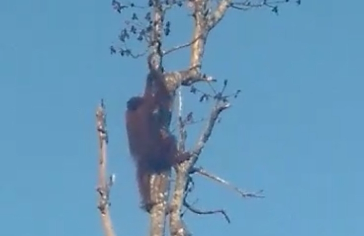 Sudah Dua Hari Orangutan Masuk Kebun Warga