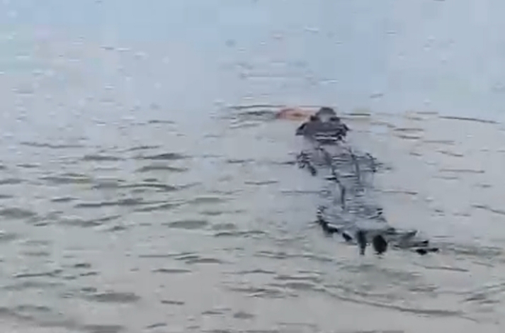 Geger! Buaya Raksasa Bawa Bocah SD di Perairan Sungai Arut