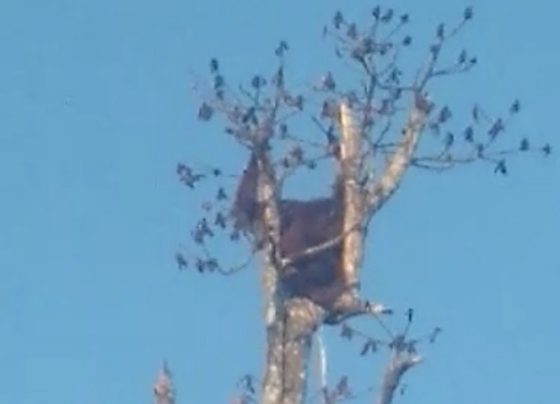 Seekor orangutan berada di atas pohon geronggang di perkebunan milik warga, Jalan Jenderal Sudirman Kilometer 15, Kotim