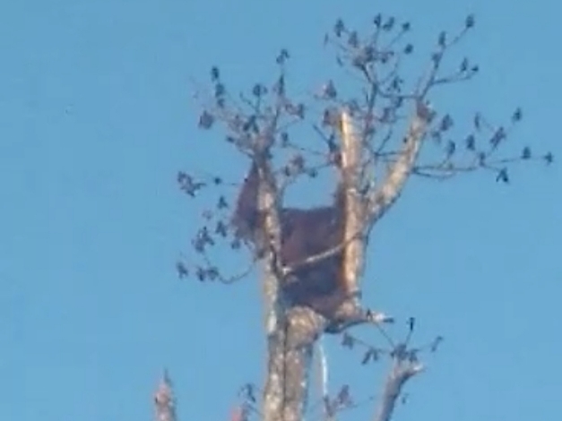 Ini Kata BKSDA Sampit Soal Orangutan Masuk Kebun Warga