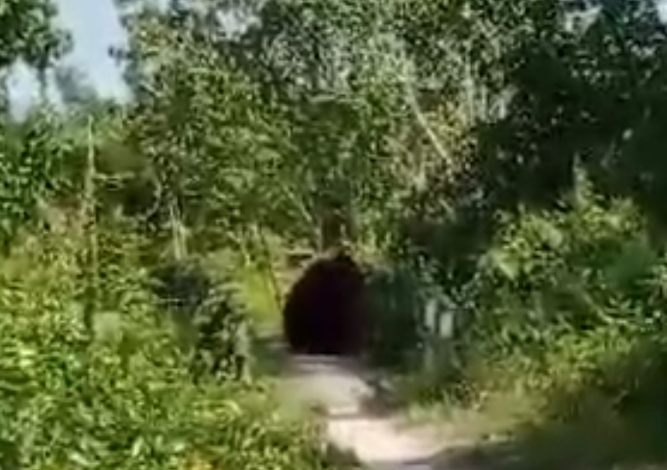 Warga Was-Was Orangutan Berkeliaran di Desa Ganepo