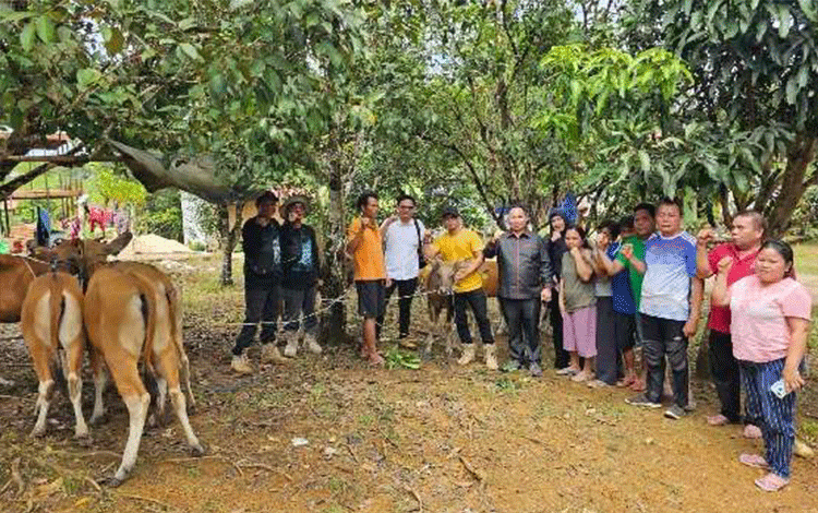 Ketua DPRD Serahkan Puluhan Ekor Sapi untuk Poktan, Ini Harapannya