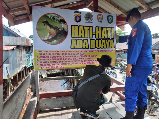 Buaya Semakin Sering Muncul, Warga Bantaran Sungai Mentaya Diimbau Meningkatkan Kewaspadaan 