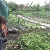 Banjir di Sampit Merusak Tanaman Sayur Petani 