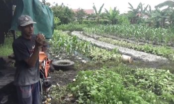 Tanaman sayuran milik petani di Sampit, mengalami kerusakan akibat banjir.