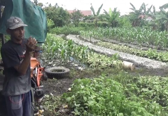 Tanaman sayuran milik petani di Sampit, mengalami kerusakan akibat banjir.