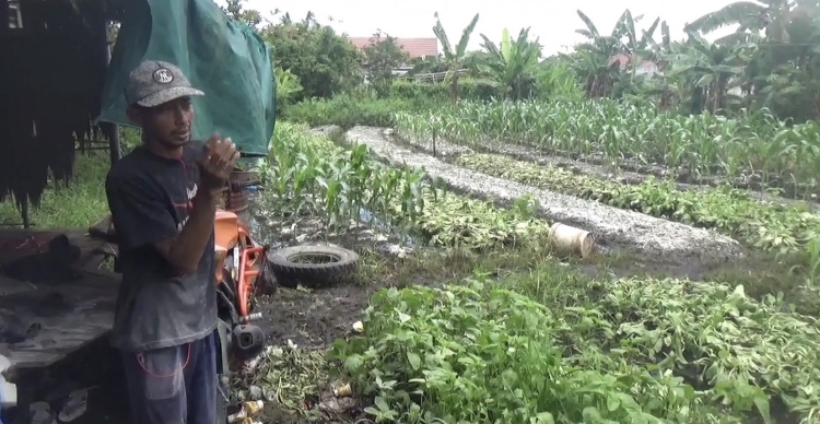 Banjir di Sampit Merusak Tanaman Sayur Petani 