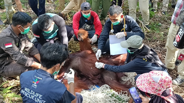 BKSDA Kalteng Selamatkan Orangutan di Desa Seragam Jaya Berbekal Dua Tembakan Bius