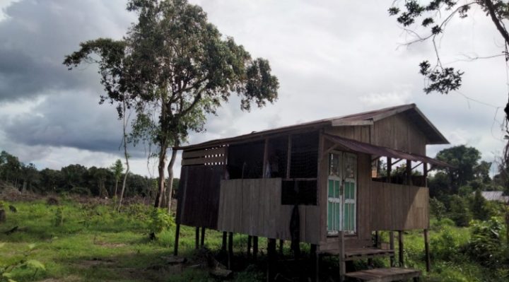 BKSDA Pos Jaga Sampit menemukan satu sarang orang utan di Desa Batuah, Kecamatan Seranau, Kotim, Kamis 11 Januari 2024