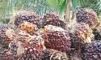 Buah kelapa sawit hasil perkebunan swadaya masyarakat Kotim.