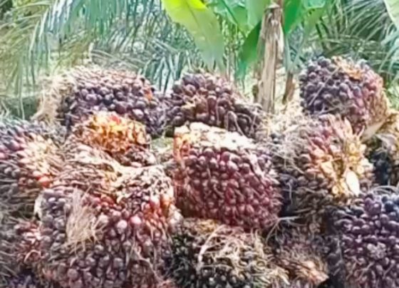 Buah kelapa sawit hasil perkebunan swadaya masyarakat Kotim.