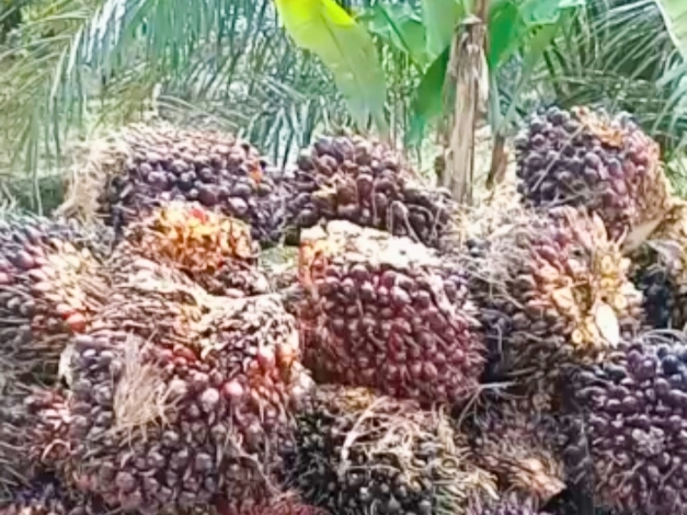 23 Persen Luas Kebun Kelapa Sawit di Kotim Dikelola Masyarakat secara Swadaya