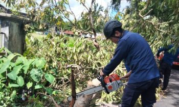 Evakuasi pohon tumbang di samping kantor BKPSDM Kotim, Rabu 3 Januari 2024.