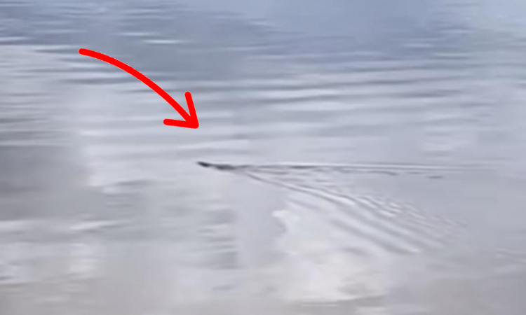 Geger! Warga Merekam Diduga Moncong Seekor Buaya Muncul di Permukaan Sungai Mentaya