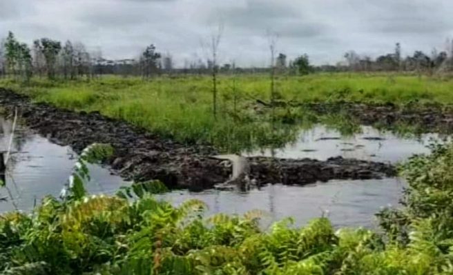 Kemunculan seekor buaya yang terekam kamera warga di Tepi Sungai Sapihan, Mentaya Hilir Selatan, Jumat 5 Januari 2024