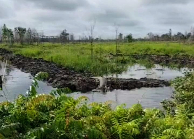 Gawat, Buaya Muara Kedapatan Naik ke Darat di Tepi Sungai Sapihan